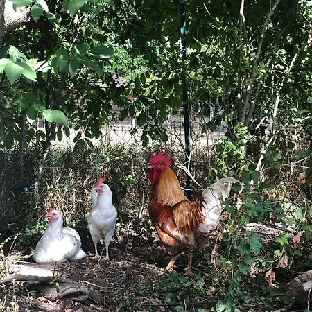 Charmante Maison Pierres 1768 Nyaraló *