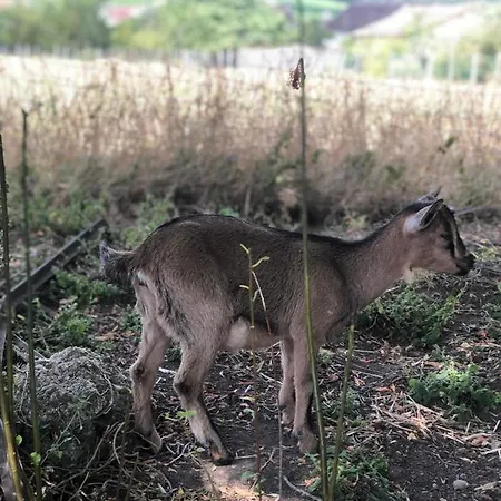 Charmante Maison Pierres 1768 Nyaraló