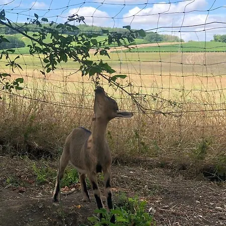 Charmante Maison Pierres 1768 * Polisy