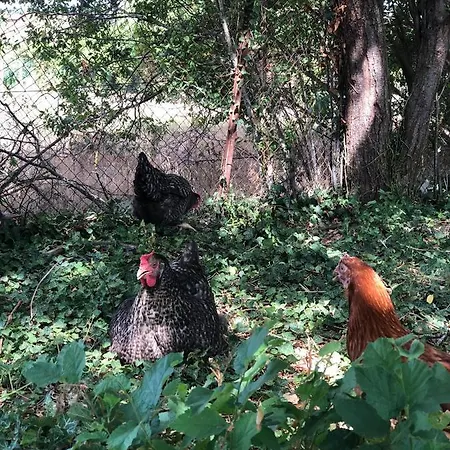 בית נופש Charmante Maison Pierres 1768 Polisy